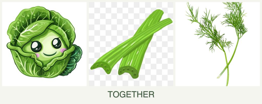 Can you plant cabbage, celery and dill together?