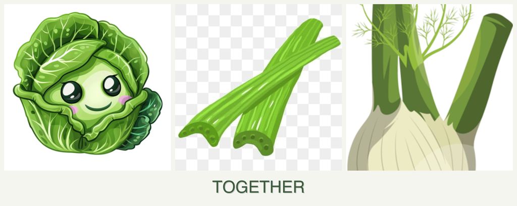 Can you plant cabbage, celery and fennel together?