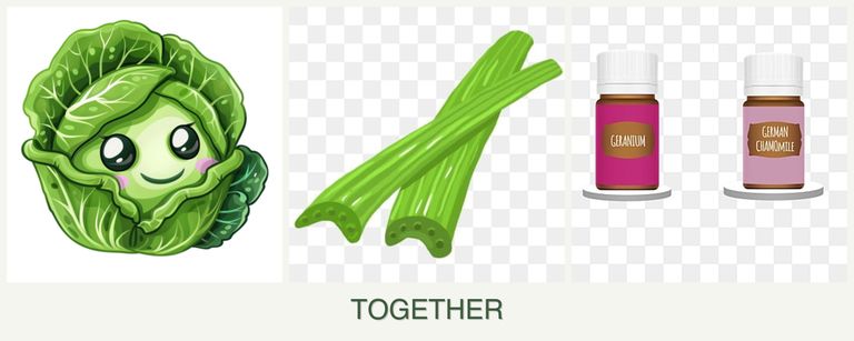 Can you plant cabbage, celery and geraniums together?