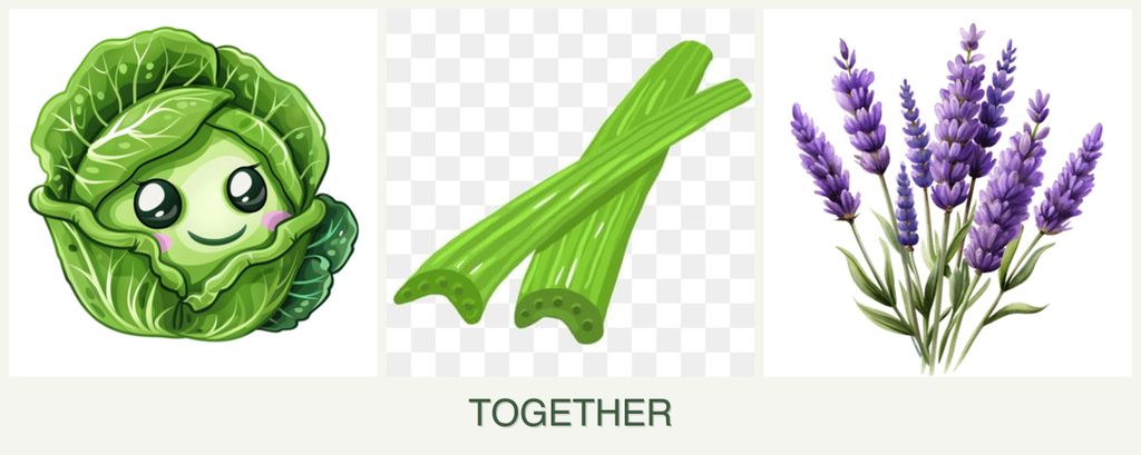 Can you plant cabbage, celery and lavender together?
