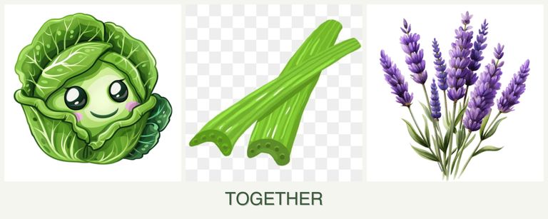 Can you plant cabbage, celery and lavender together?
