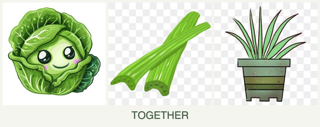 Can you plant cabbage, celery and lemongrass together?