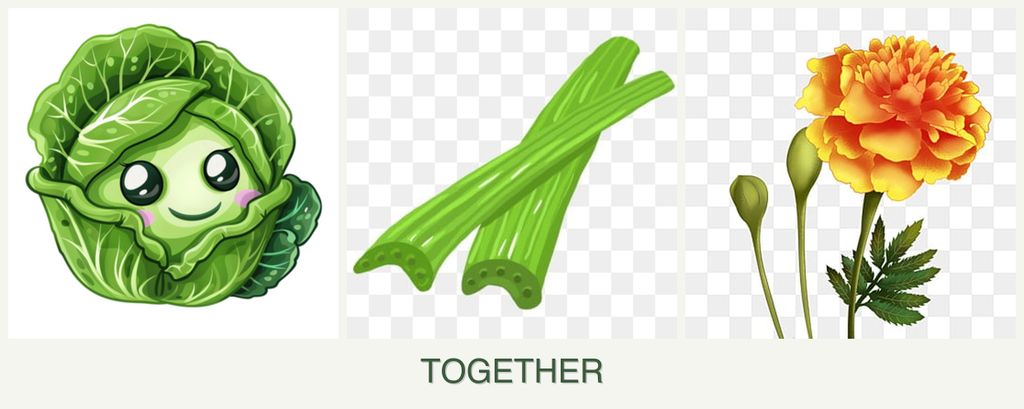 Can you plant cabbage, celery and marigolds together?