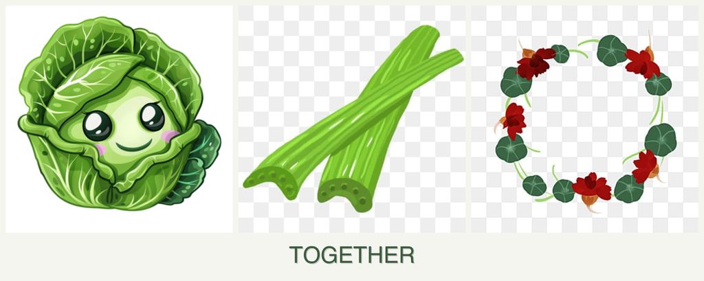 Can you plant cabbage, celery and nasturtiums together?