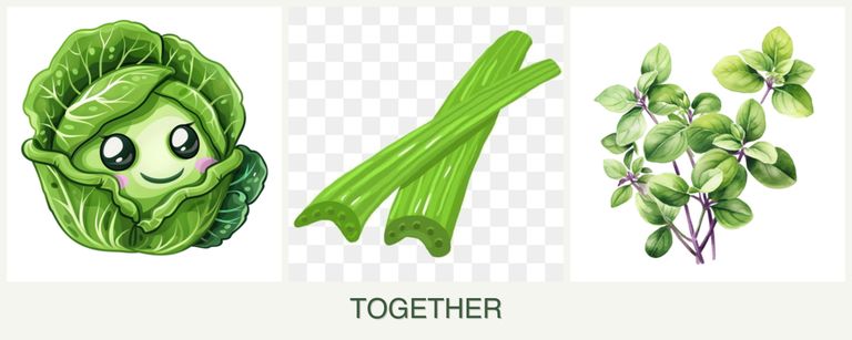 Can you plant cabbage, celery and oregano together?