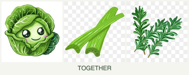 Can you plant cabbage, celery and rosemary together?