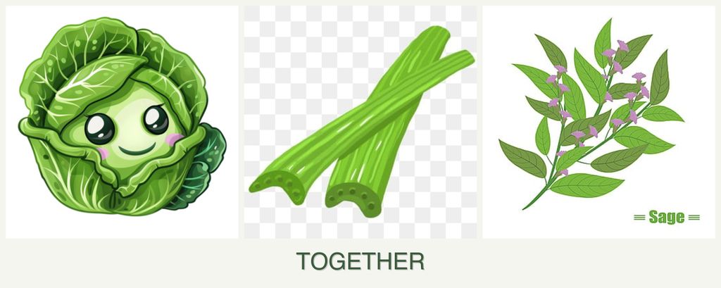 Can you plant cabbage, celery and sage together?