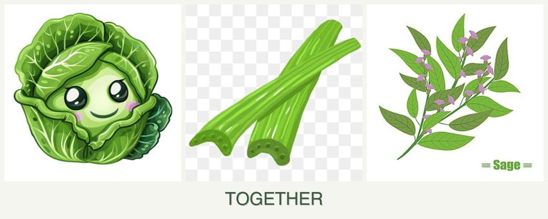 Can you plant cabbage, celery and sage together?