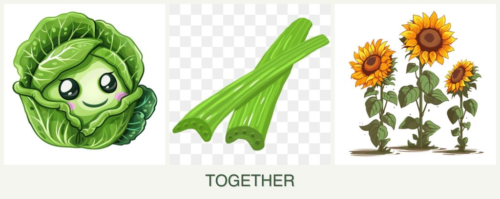 Can you plant cabbage, celery and sunflowers together?