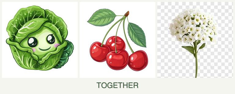 Can you plant cabbage, cherries and alyssum together?