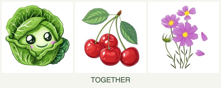 Can you plant cabbage, cherries and cosmos together?