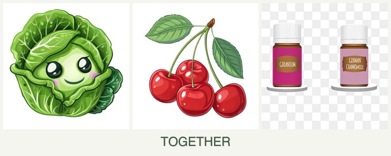 Can you plant cabbage, cherries and geraniums together?
