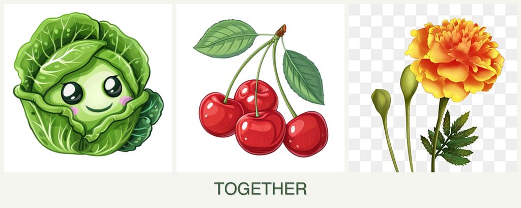 Can you plant cabbage, cherries and marigolds together?