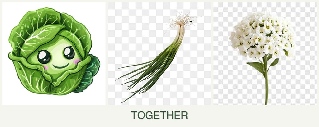 Can you plant cabbage, chives and alyssum together?