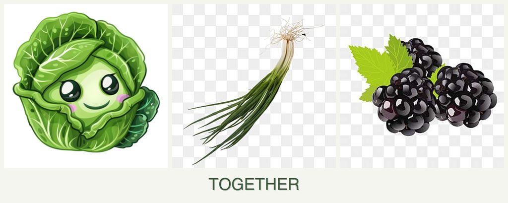 Can you plant cabbage, chives and blackberries together?