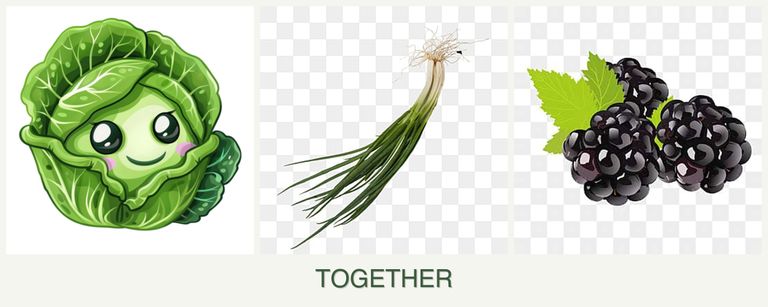 Can you plant cabbage, chives and blackberries together?