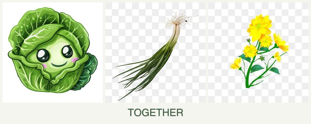 Can you plant cabbage, chives and calendula together?