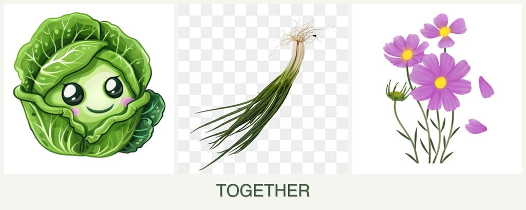 Can you plant cabbage, chives and cosmos together?