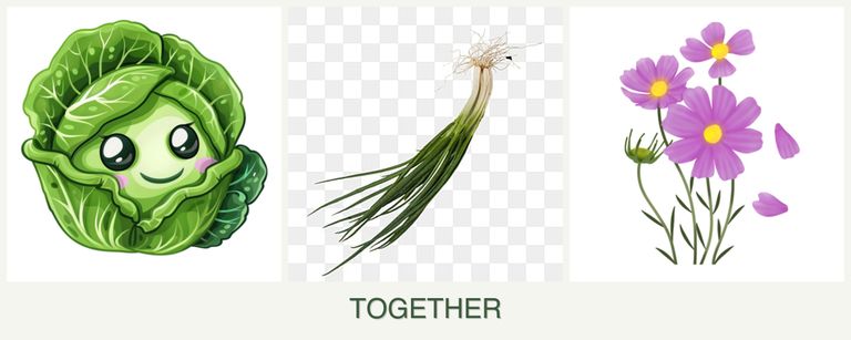 Can you plant cabbage, chives and cosmos together?