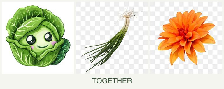 Can you plant cabbage, chives and dahlias together?