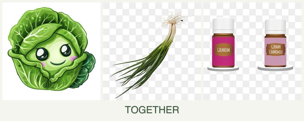 Can you plant cabbage, chives and geraniums together?