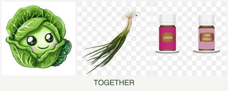 Can you plant cabbage, chives and geraniums together?