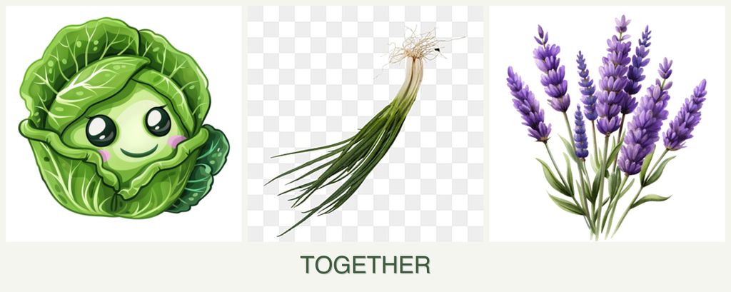 Can you plant cabbage, chives and lavender together?