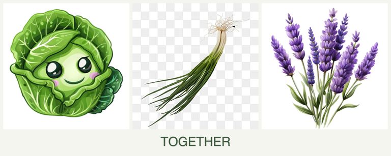 Can you plant cabbage, chives and lavender together?