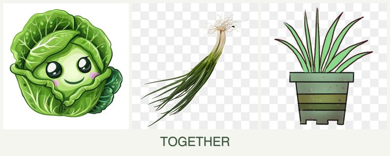 Can you plant cabbage, chives and lemongrass together?