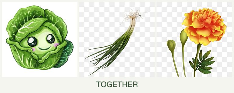 Can you plant cabbage, chives and marigolds together?
