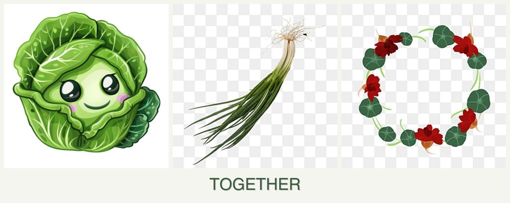 Can you plant cabbage, chives and nasturtiums together?