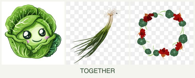 Can you plant cabbage, chives and nasturtiums together?