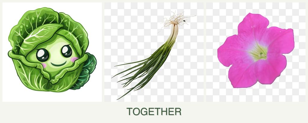 Can you plant cabbage, chives and petunias together?