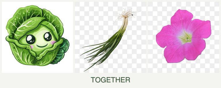 Can you plant cabbage, chives and petunias together?
