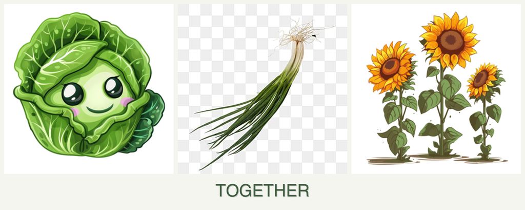 Can you plant cabbage, chives and sunflowers together?