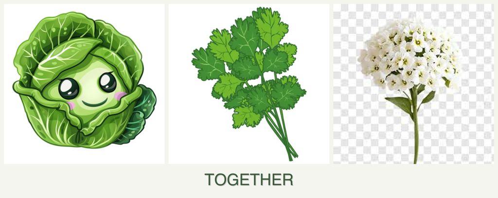 Can you plant cabbage, cilantro and alyssum together?