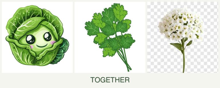 Can you plant cabbage, cilantro and alyssum together?