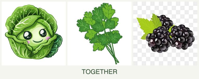 Can you plant cabbage, cilantro and blackberries together?
