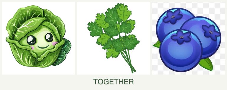 Can you plant cabbage, cilantro and blueberries together?