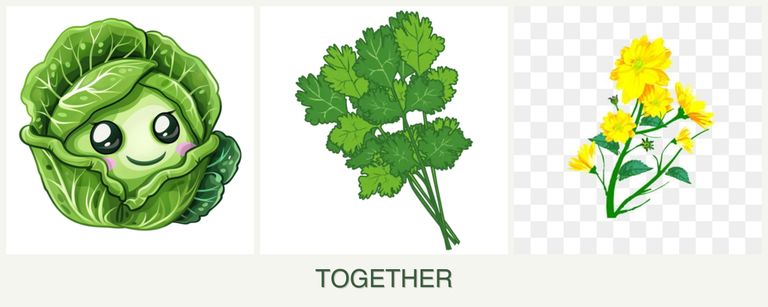 Can you plant cabbage, cilantro and calendula together?