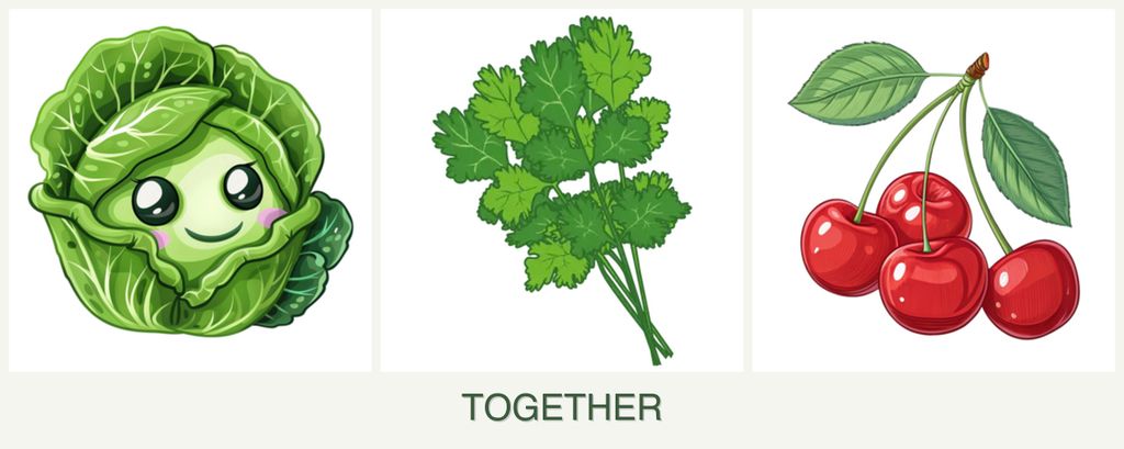 Can you plant cabbage, cilantro and cherries together?