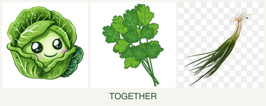 Can you plant cabbage, cilantro and chives together?