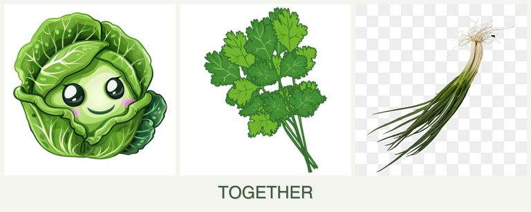 Can you plant cabbage, cilantro and chives together?