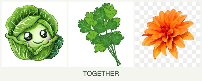 Can you plant cabbage, cilantro and dahlias together?