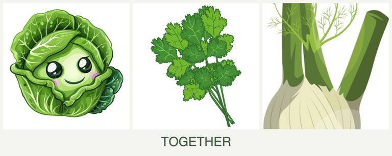 Can you plant cabbage, cilantro and fennel together?