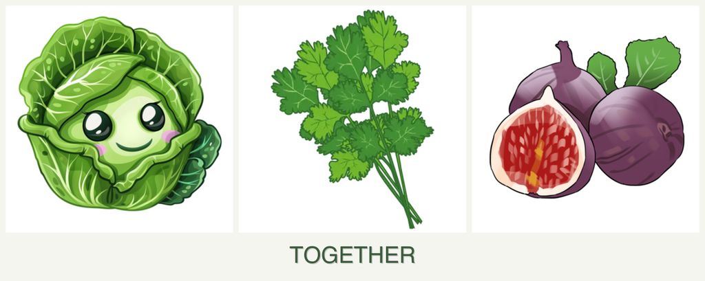 Can you plant cabbage, cilantro and figs together?
