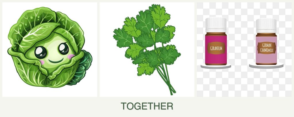Can you plant cabbage, cilantro and geraniums together?