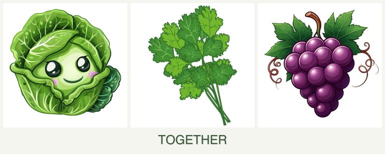 Can you plant cabbage, cilantro and grapes together?