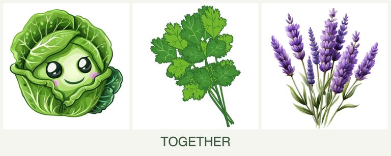 Can you plant cabbage, cilantro and lavender together?