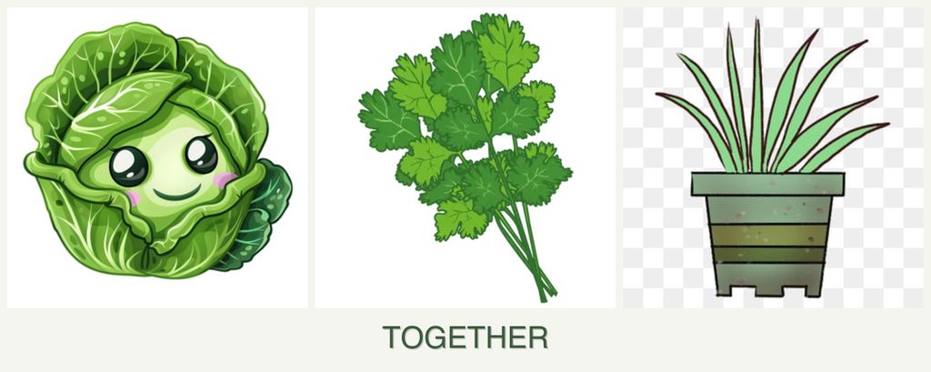 Can you plant cabbage, cilantro and lemongrass together?